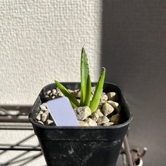 アガベ 笹の雪 子株の画像