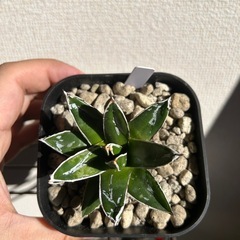 アガベ 笹の雪 子株の画像