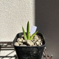 アガベ 笹の雪 子株の画像