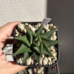 ハオルチオプシス リミフォリアの画像