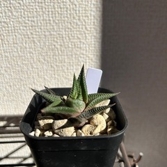 ハオルチオプシス リミフォリアの画像