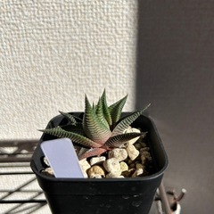 ハオルチオプシス リミフォリアの画像