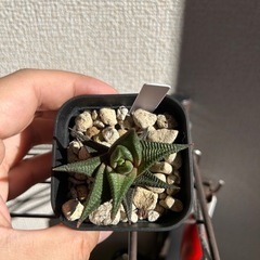 ハオルチオプシス リミフォリアの画像