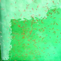 【３０匹で１０００円】メダカ 血統【楊貴妃】2025-100 好評《受付中》の画像