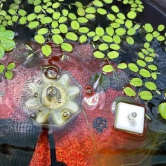 メダカの稚魚の画像