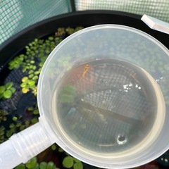 メダカの稚魚の画像