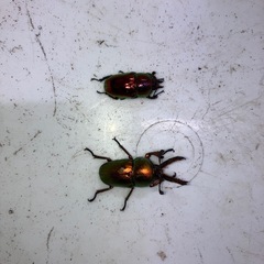 ラトレイユキンイロクワガタ2025.1
の画像