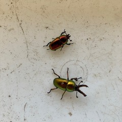 ラトレイユキンイロクワガタ2025.1
の画像