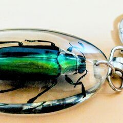 タマムシ　標本キーホルダー　美しい！　本物です！の画像