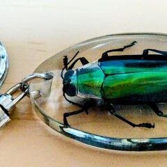 タマムシ　標本キーホルダー　美しい！　本物です！の画像