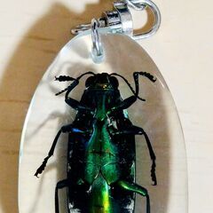 タマムシ　標本キーホルダー　美しい！　本物です！の画像