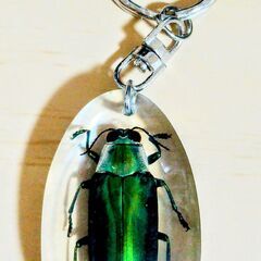 タマムシ　標本キーホルダー　美しい！　本物です！の画像