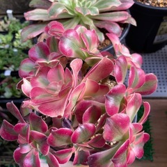 多肉植物(アエオニウム)の画像