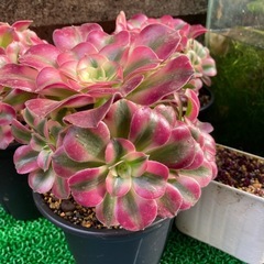 多肉植物(アエオニウム)の画像