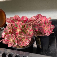 多肉植物(アエオニウム)の画像