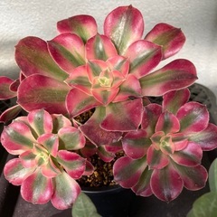 多肉植物(アエオニウム)の画像