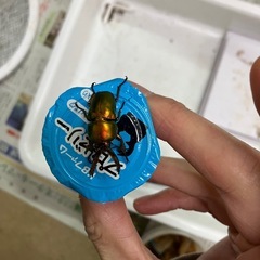 ラトレイユキンイロクワガタ2025.1
の画像