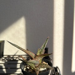 アロエ ハイブリッド クリスマスキャロルハイブリッドの画像