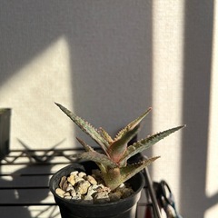 アロエ ハイブリッド クリスマスキャロルハイブリッドの画像