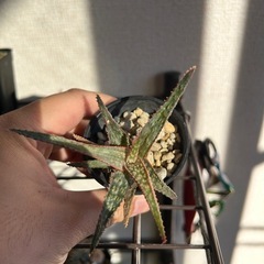 アロエ ハイブリッド クリスマスキャロルハイブリッドの画像