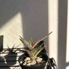 アロエ ハイブリッド クリスマスキャロルハイブリッドの画像