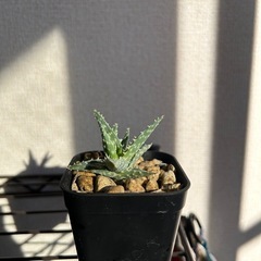 アロエ ハイブリッド 子株付きの画像