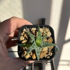 アロエ ハイブリッド 子株付きの画像