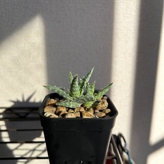 アロエ ハイブリッド 子株付きの画像