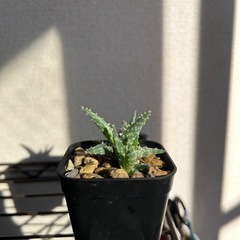 アロエ ハイブリッド 子株付きの画像