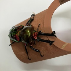 ニジイロクワガタレッドピカールオスのみの画像