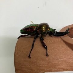 ニジイロクワガタレッドピカールオスのみの画像