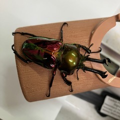 ニジイロクワガタレッドピカールオスのみの画像