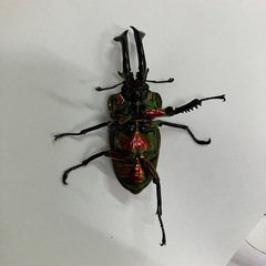 ニジイロクワガタレッドピカールオスのみの画像