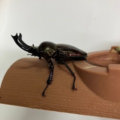 ニジイロクワガタ　オスのみ48ミリ
の画像