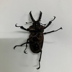 ニジイロクワガタ　オスのみ48ミリ
の画像