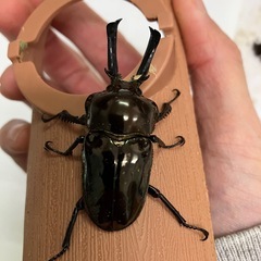 ニジイロクワガタ　オスのみ48ミリ
の画像