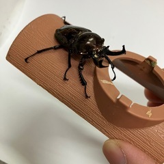 ニジイロクワガタ　オスのみ48ミリ
の画像