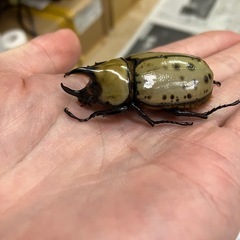 死んでますティティウスシロカブト
の画像