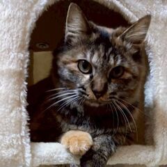 ふわモフの毛並み❣️甘えん坊の女の子