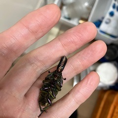 死んでますパプアキンイロクワガタの画像