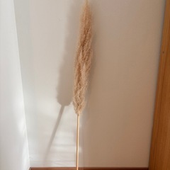 【パンパスグラス】パンパスグラス　ドライフラワーの画像
