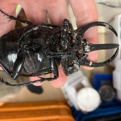 死んでますコーカサスオオカブトの画像