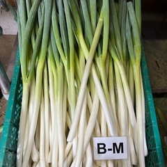⑧白ネギ【訳あり】Mサイズの画像