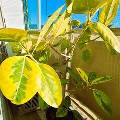 ❖観葉植物　アルテシマ❖１２０cm　立派に生育しました　お手渡し　サスティーおまけの画像