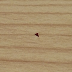 【お引取終了】折りたたみ ミニテーブルの画像