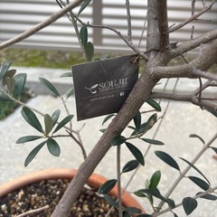 オリーブ　一万円相当の画像