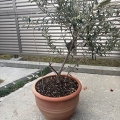 オリーブ　一万円相当の画像