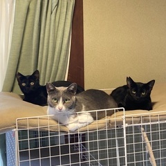 里親さん募集です