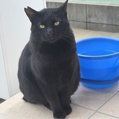 野良猫ちゃん　 − 千葉県