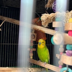 セキセイインコの画像